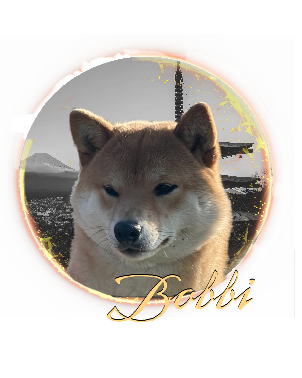 Red Shiba inu Bitch Bobbi