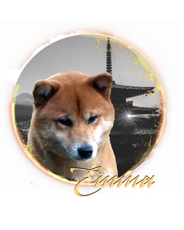 Red shiba inu bitch Emma