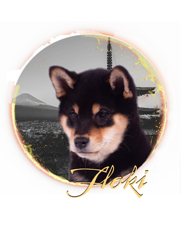 Black and Tan Siba Inu Male