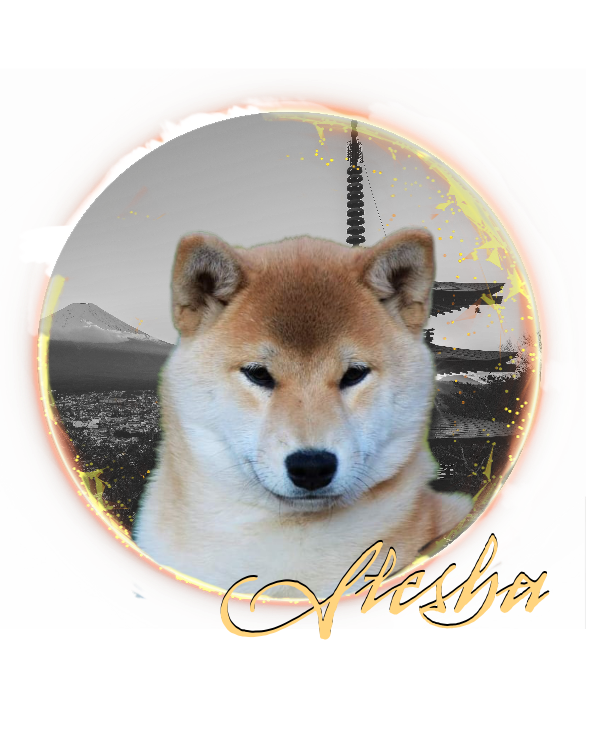 Red Shiba inu Bitch Stesha