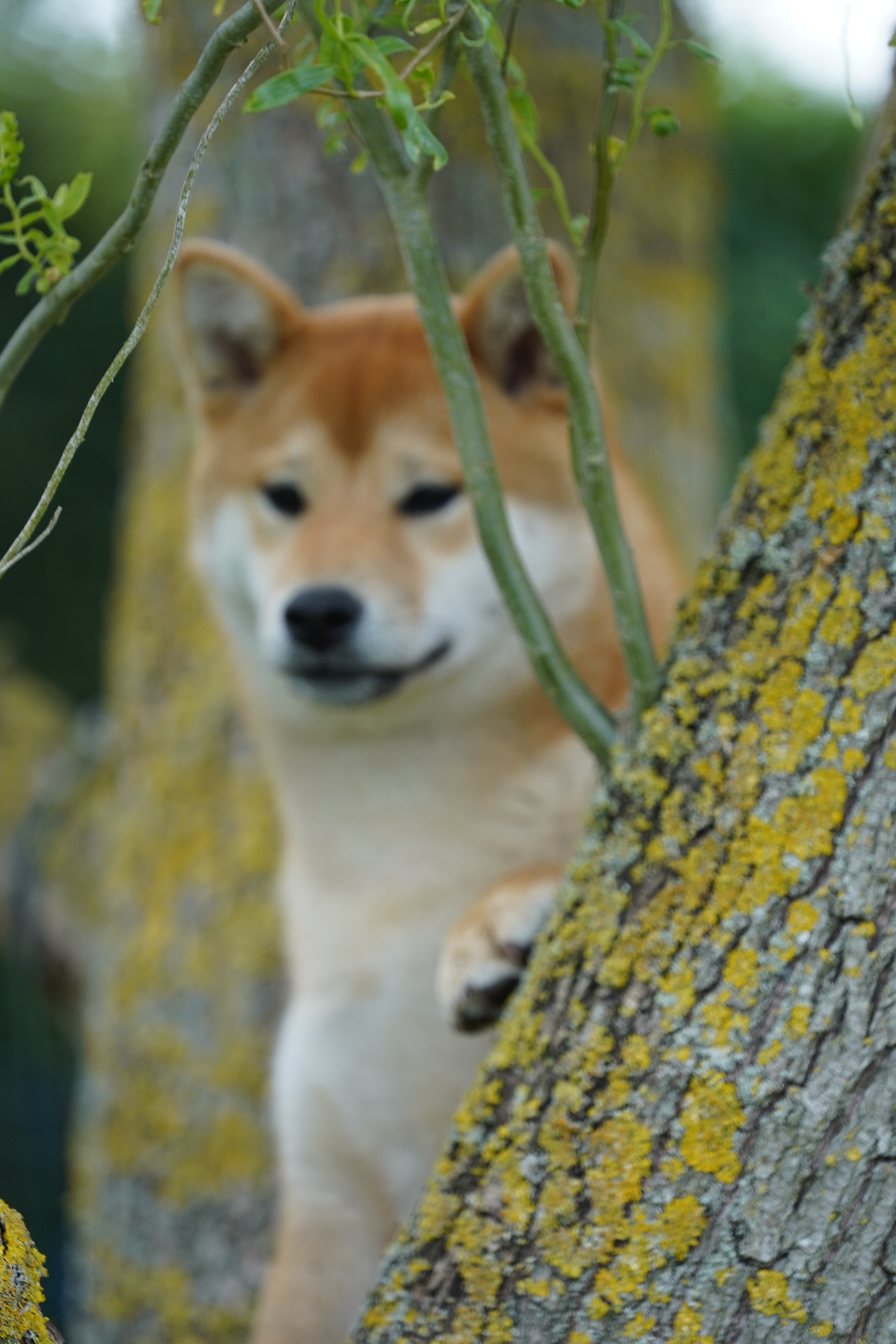 Shiba inu rode teef zit in een boom - American Triumph