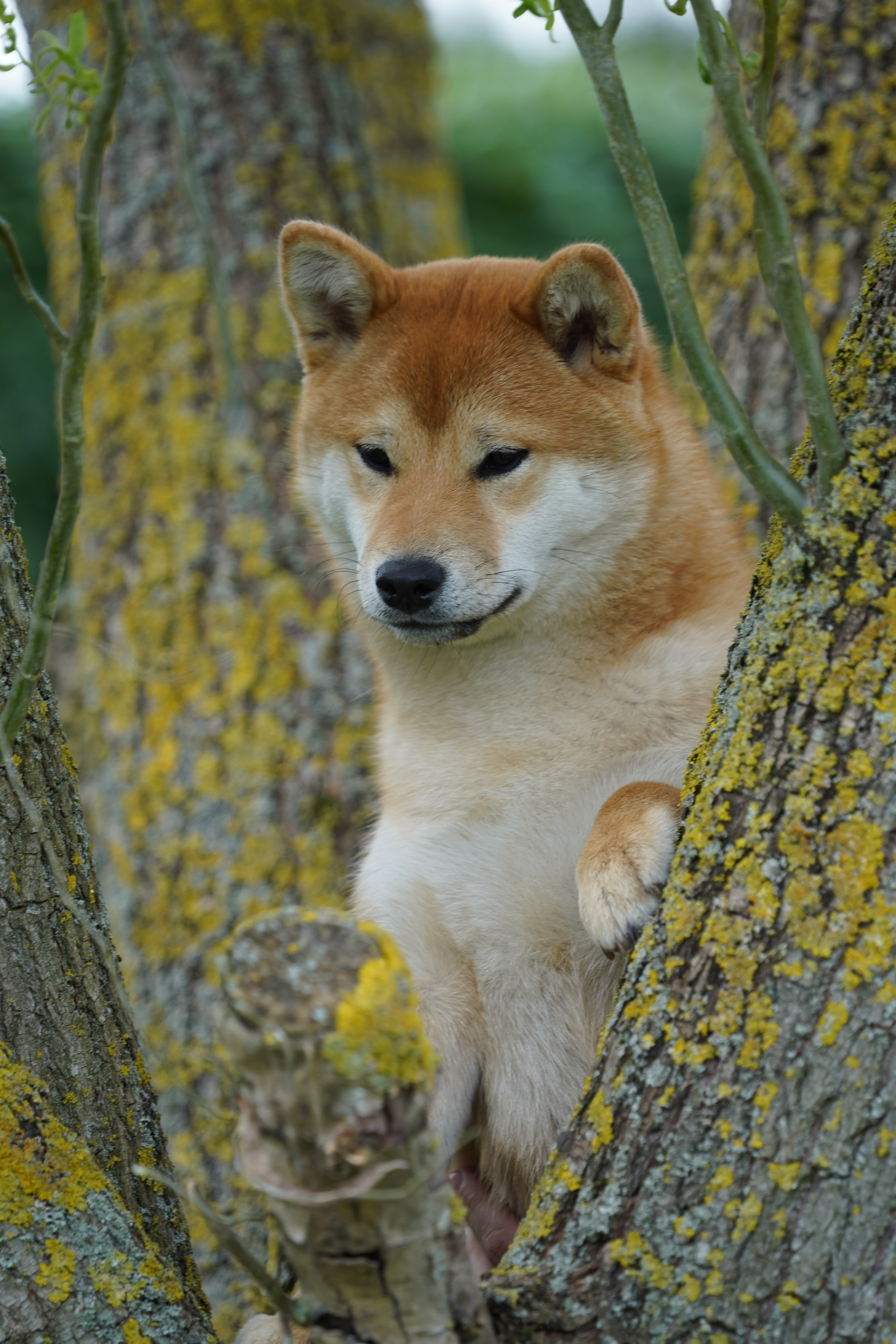 Shiba inu rode teef zit in een boom - American Triumph