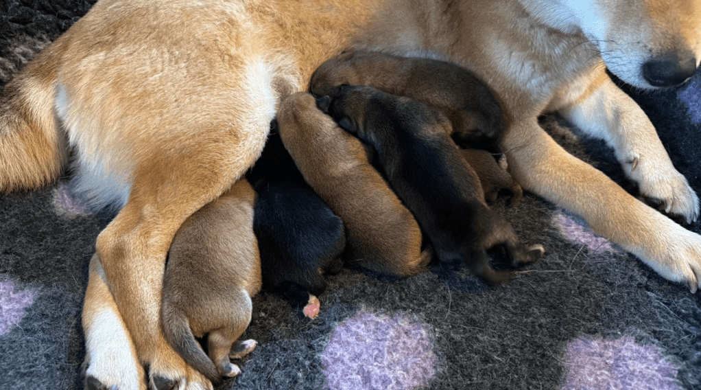 Shiba Inu nestje Heist-op-den-Berg januari 2026