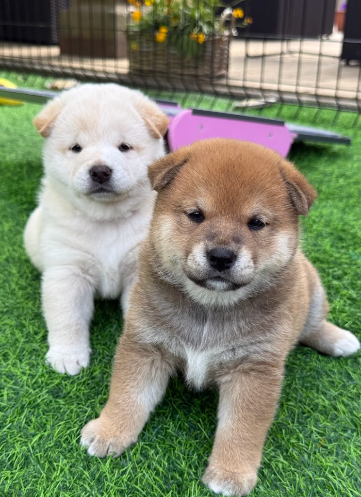 Shiba Pups White and Red