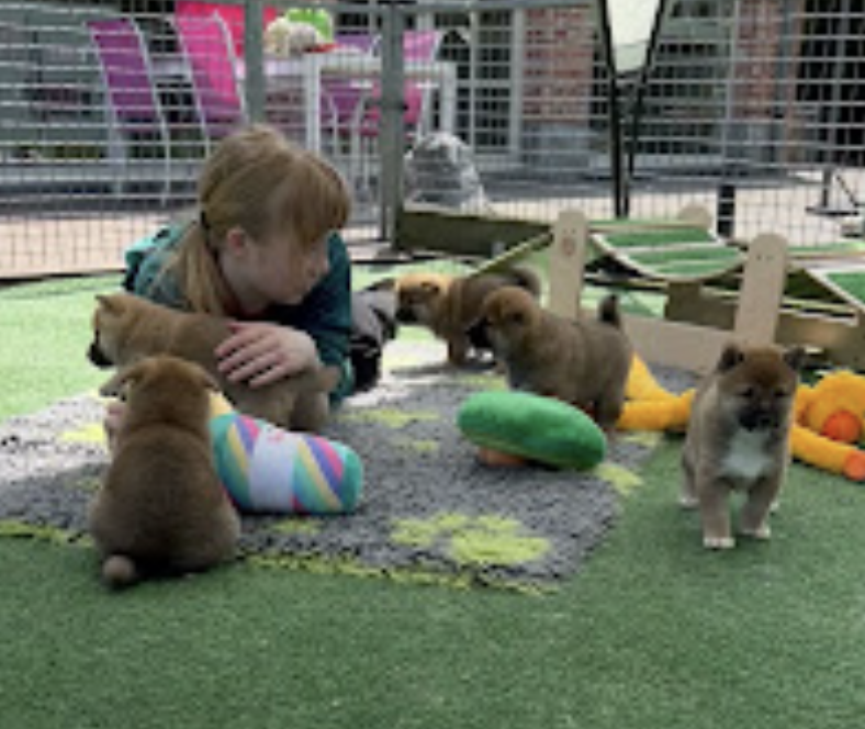 Shiba Inu Pups Playing
