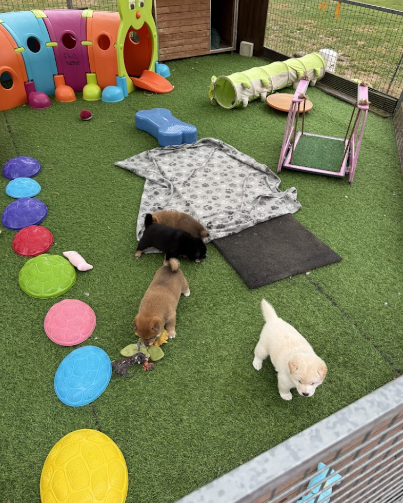 Shiba Inu Pups Playing