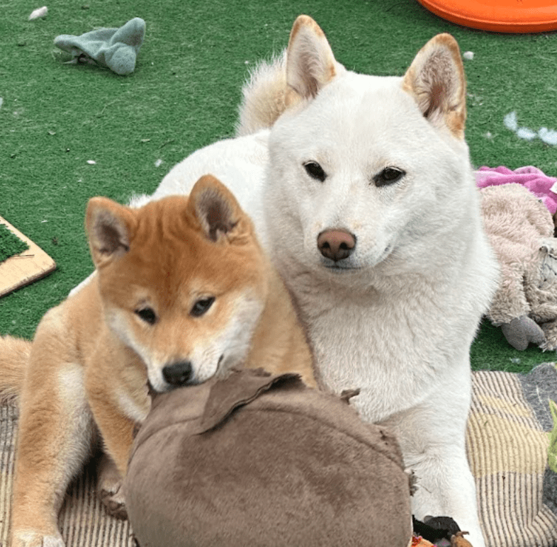 White Shiba Inu Bitch and Red shiba inu puppy