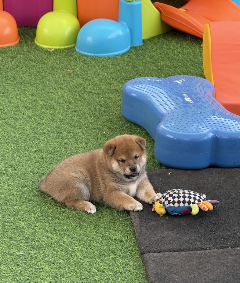 Shiba Inu Pups Playing