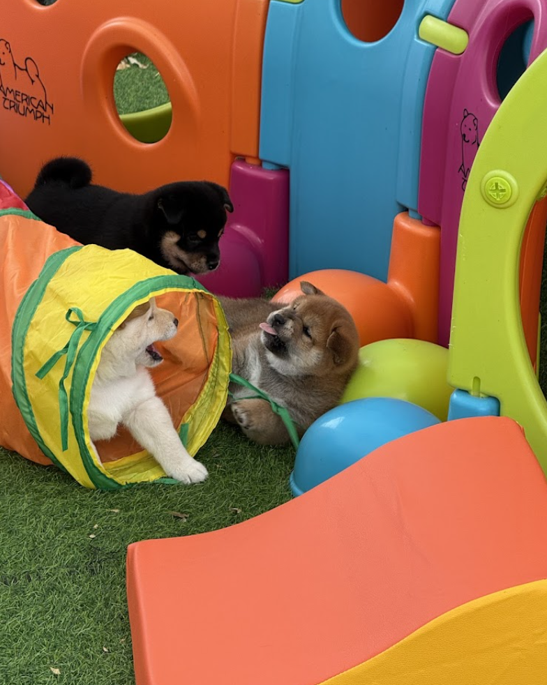 Shiba Inu Pups Playing