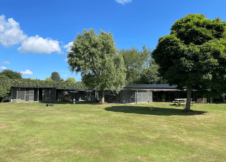 American Triumph Shiba Belgie kennel