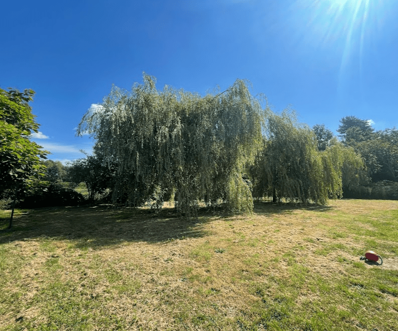 American Triumph Shiba Belgie kennel