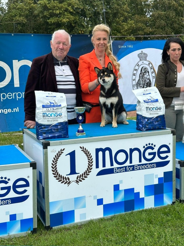 Eigenaar American Triumph presenteert een rode Shiba Inu eerste plaats hondenshow