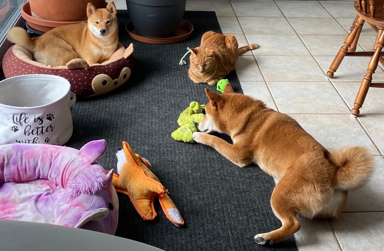Shiba Inu speelt met een groen knuffeltje op de vloer terwijl een rode kat en een tweede Shiba Inu in een mandje toekijken