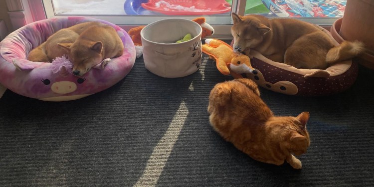 Twee rode Shiba Inu honden slapen in kleurrijke hondenmandjes naast een rode kat op een donker tapijt in de zon