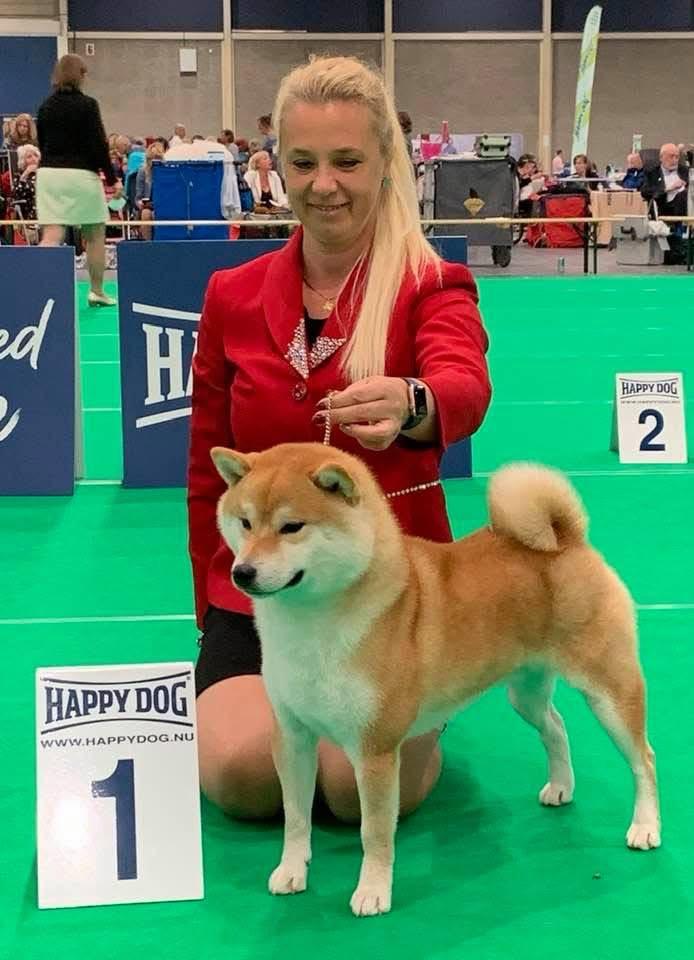 Eigenaar American Triumph presenteert een rode Shiba Inu eerste plaats in perfecte stand tijdens een hondenshow