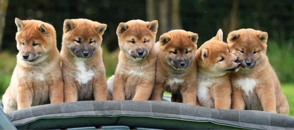 Shiba inu pups red op een rij bij American Triumph