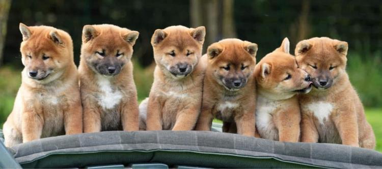 Shiba inu pups red op een rij bij American Triumph