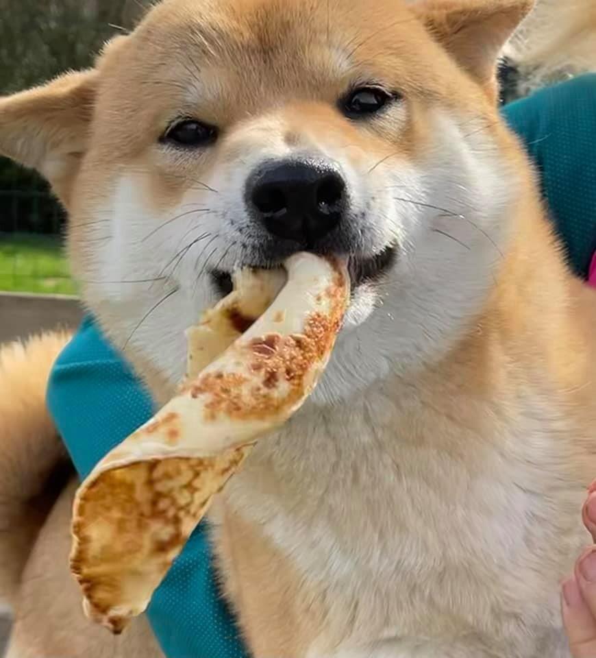 Shiba Inu eating pancakes