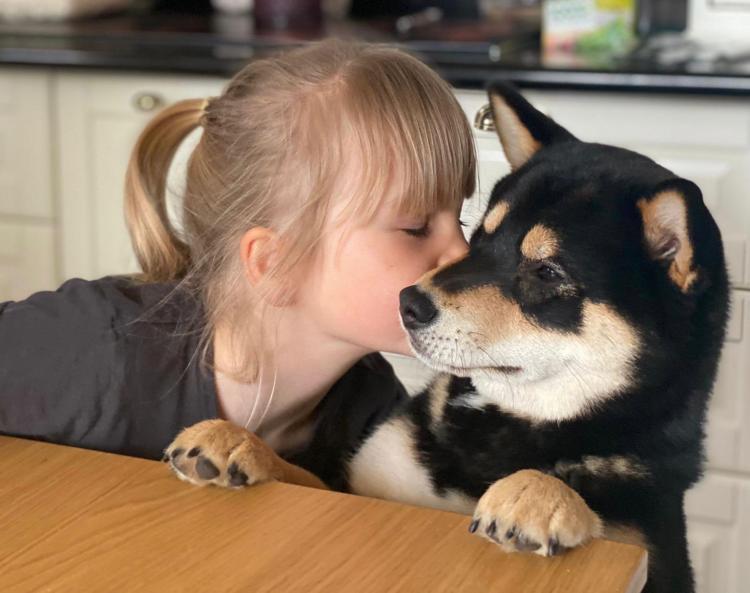 Shiba inu met kinderen