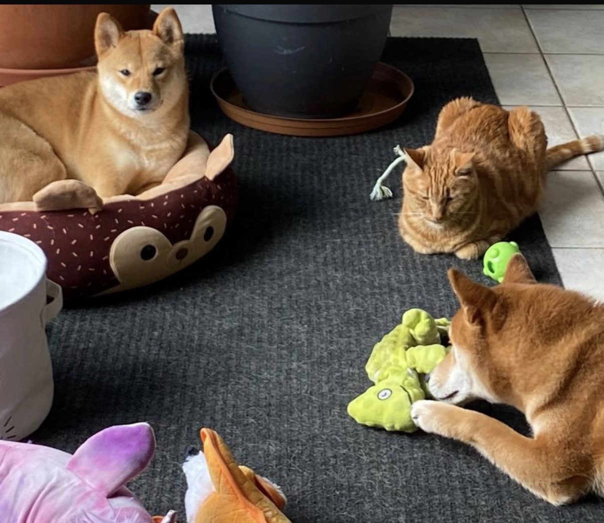 Close-up van een wakkere Shiba Inu in een bruine mand naast een rustende rode cyperse kat en een spelende hond