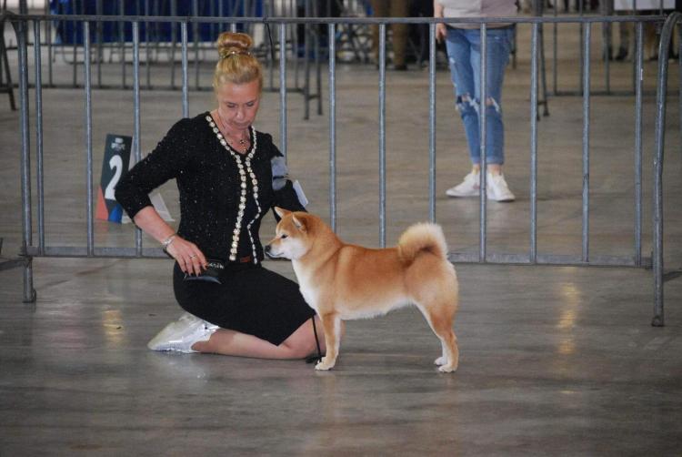Eigenaar American Triumph presenteert een rode Shiba Inu in perfecte stand tijdens een hondenshow