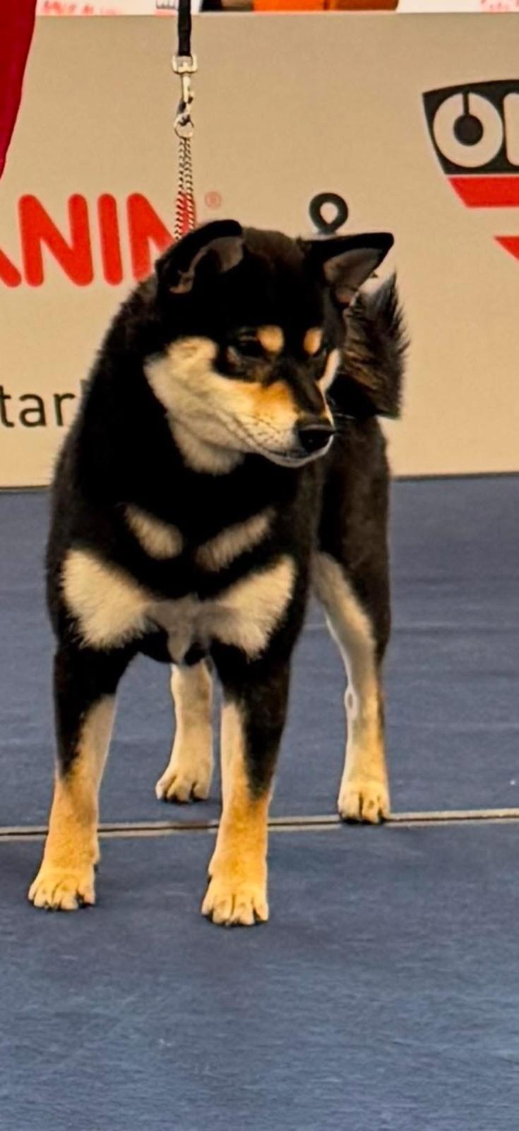 Multi champion Thora