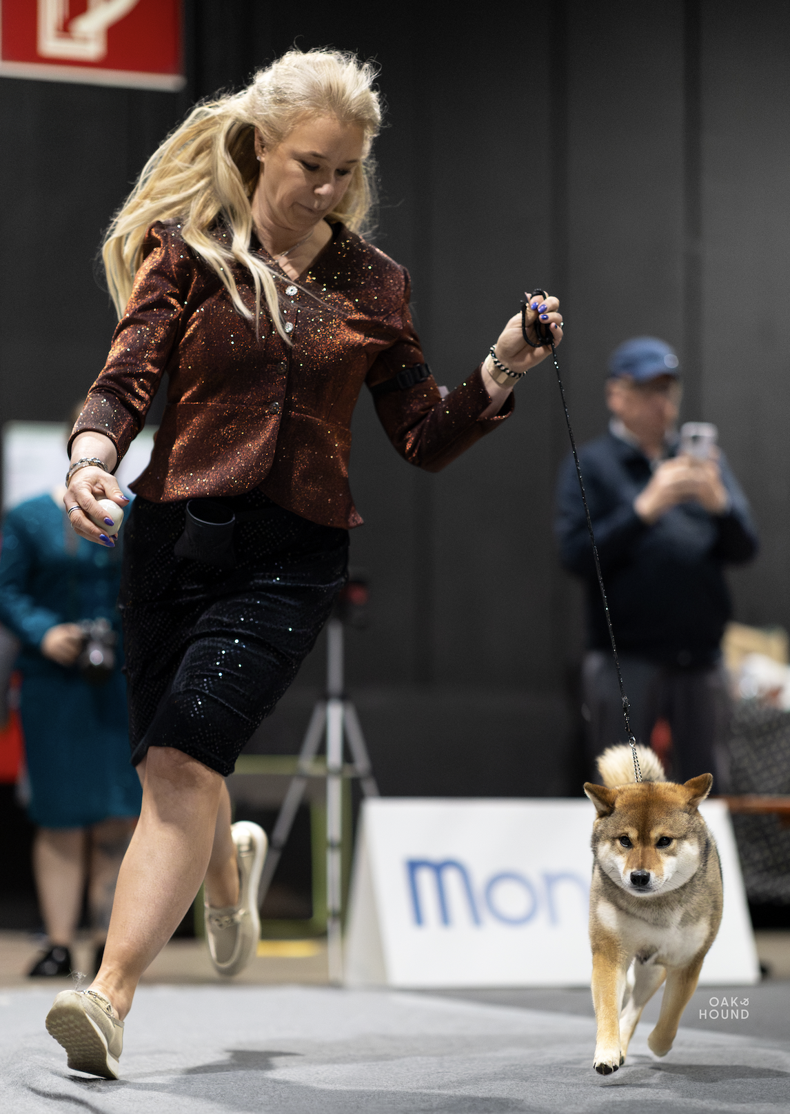 Sesam Shiba inu dosgshow