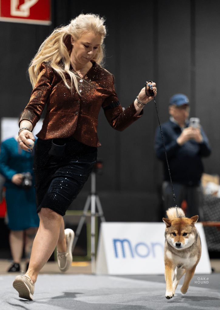 Sesam Shiba inu dosgshow