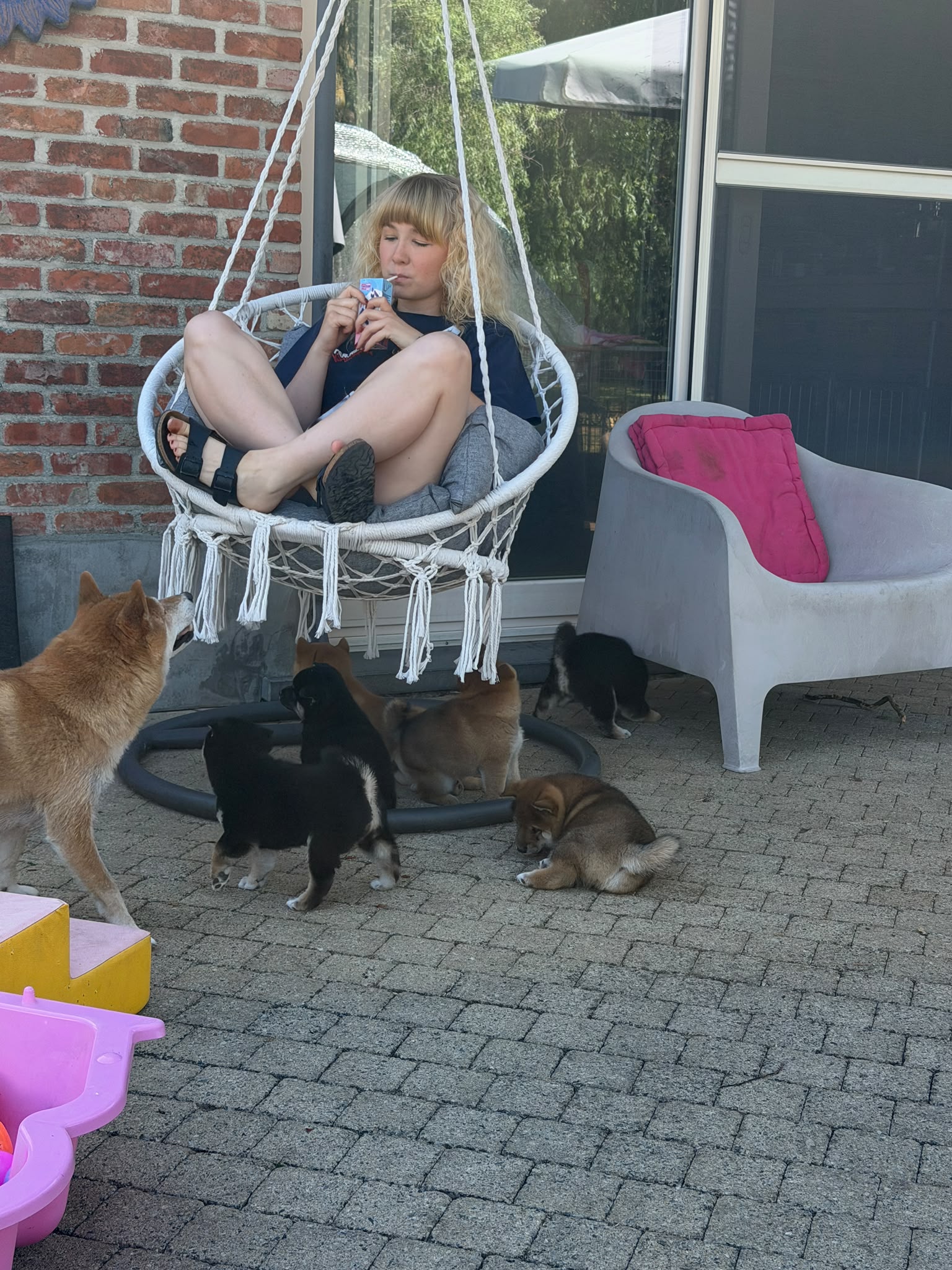 Shiba Inu Pups Hanna 2026