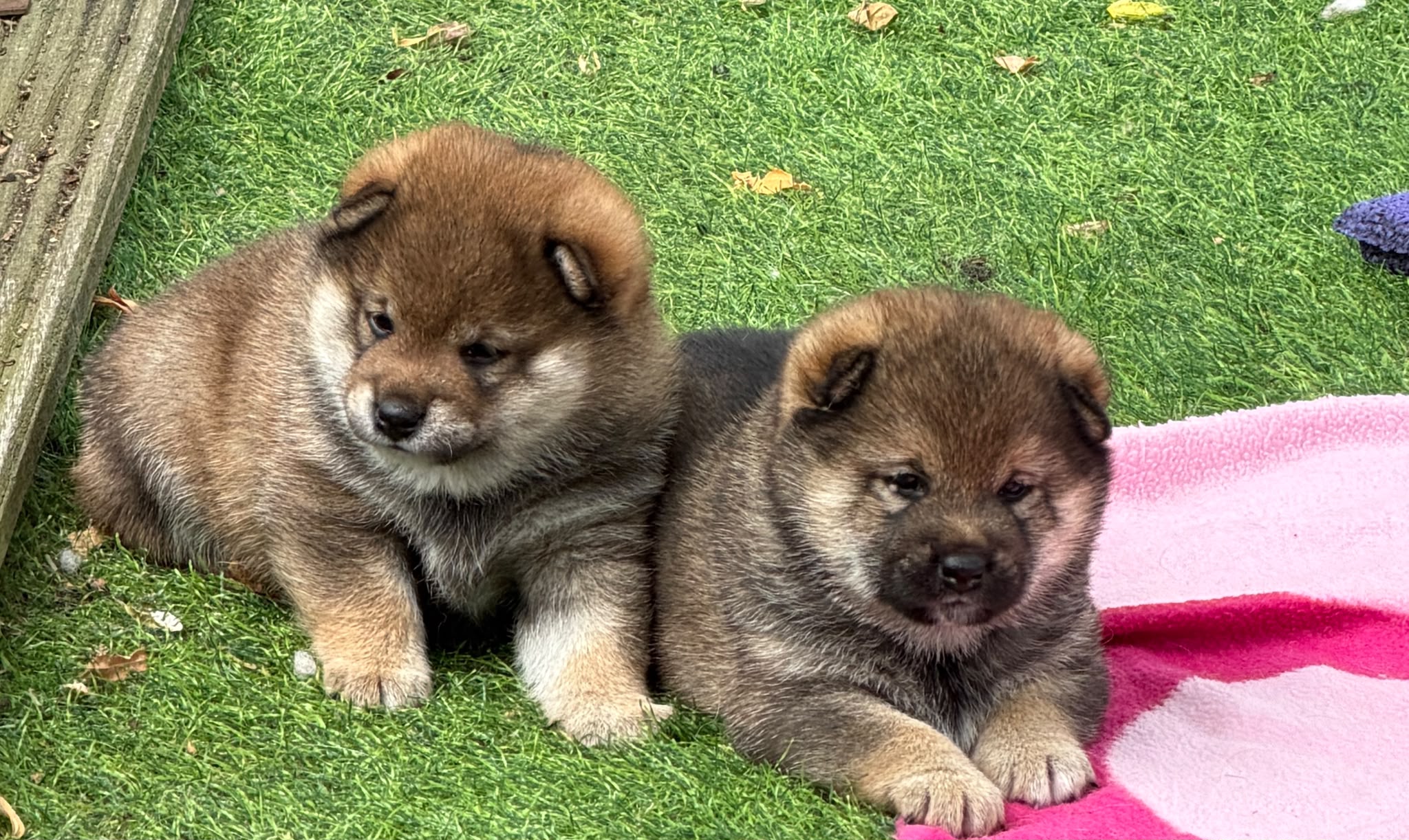 Shiba Pups